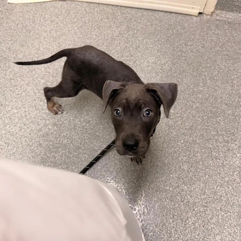 A baby small-sized male Gray / Blue / Silver Pit Bull Terrier dog named Bubba for adoption in Batavia, OH