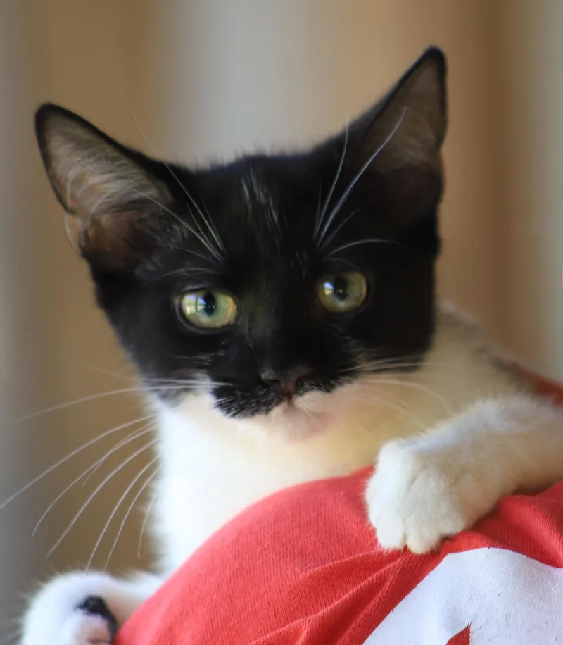 Petunia thumbnail 2