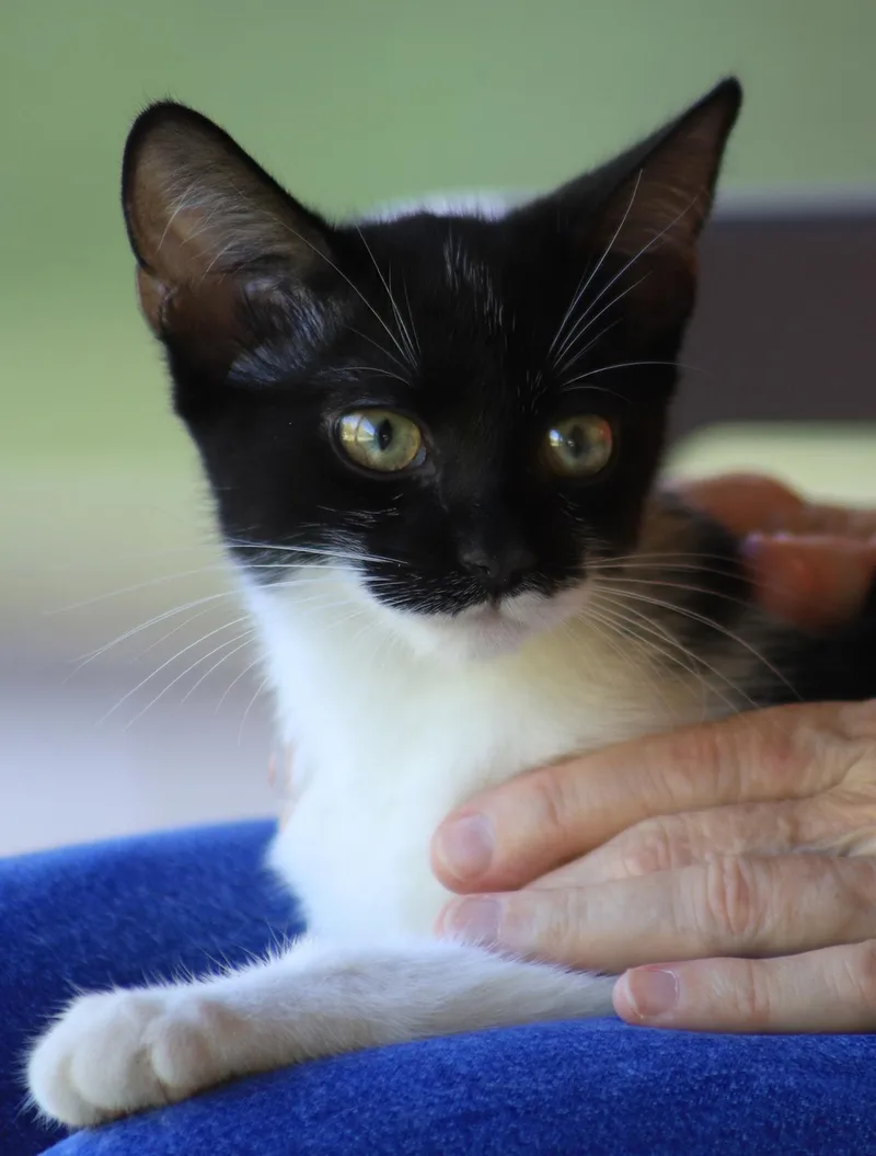 Petunia thumbnail 3