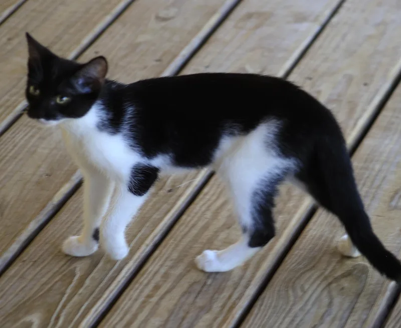 Petunia thumbnail 4
