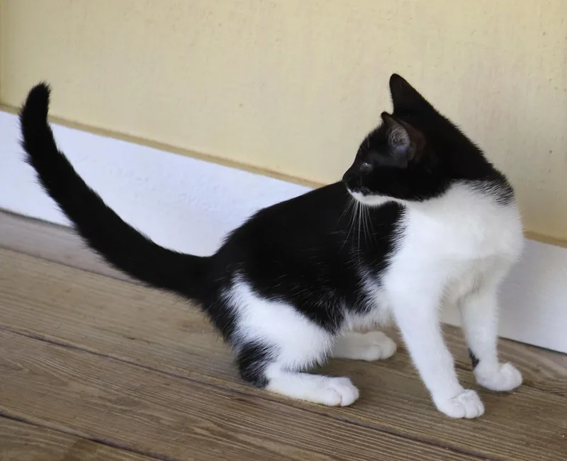 Petunia thumbnail 5