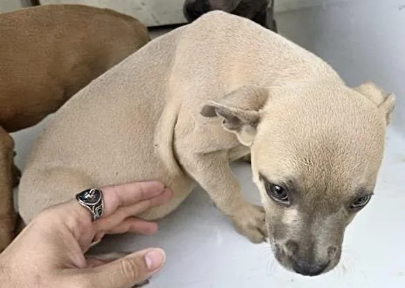 A baby small-sized female Pit Bull Terrier dog named A for adoption in Houston, TX