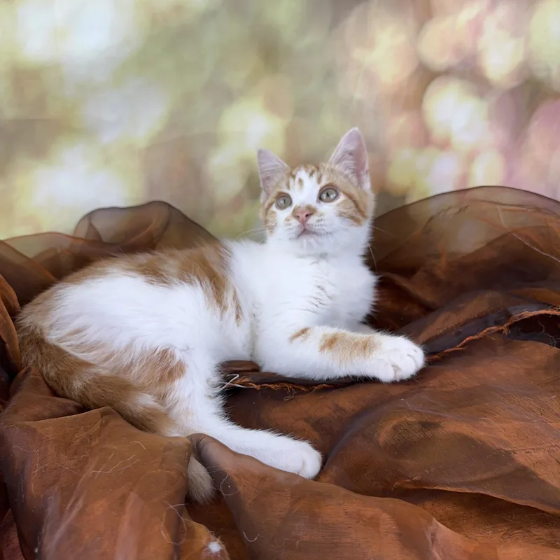 Tiny Tim thumbnail 2