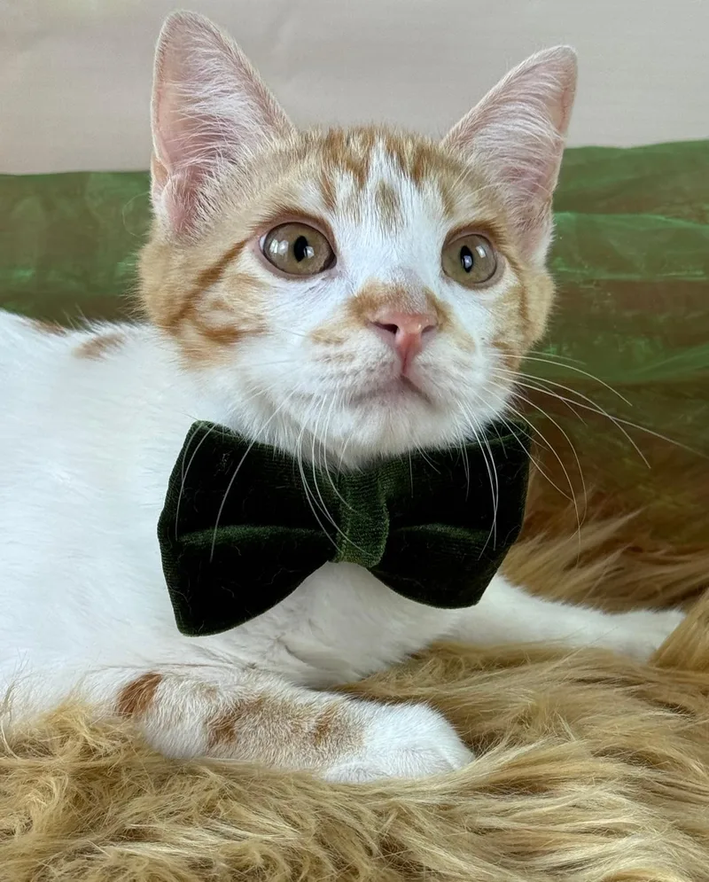 Tiny Tim thumbnail 3