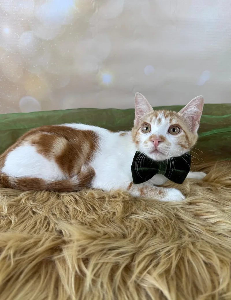 Tiny Tim thumbnail 4