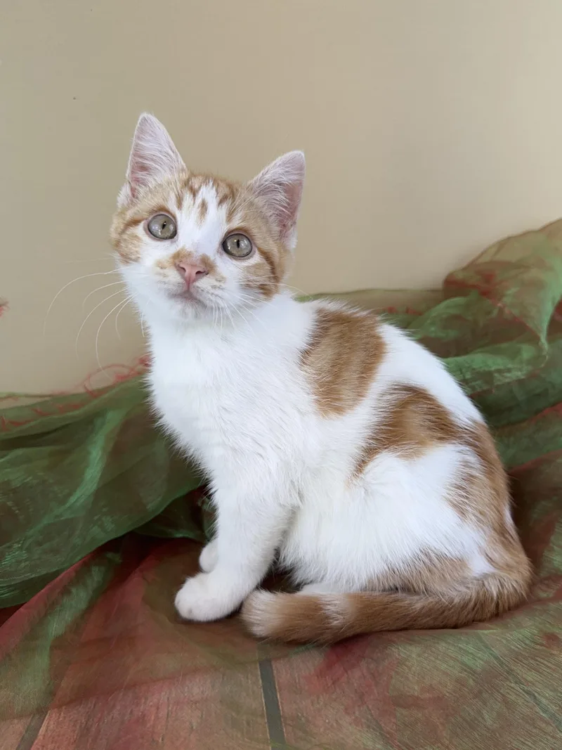 Tiny Tim thumbnail 5