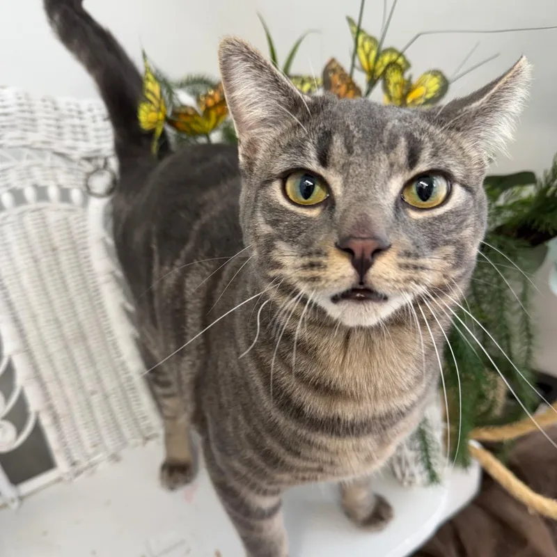 A young large-sized male Gray / Blue / Silver Domestic Short Hair cat named Young Squire for adoption in Eaton Rapids, MI