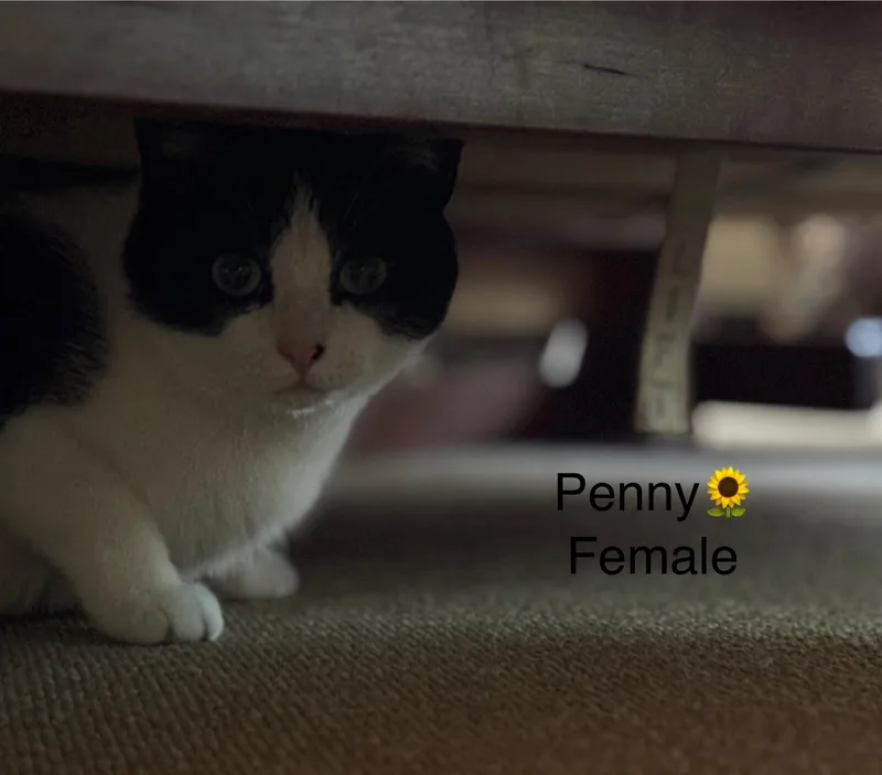 Sage And Penny thumbnail 3