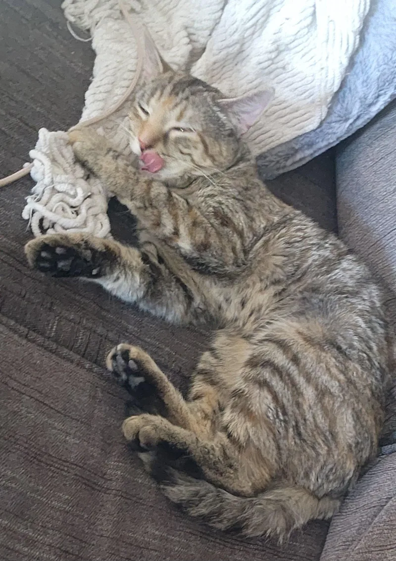 Kiwi  Jenkintown Ps thumbnail 2