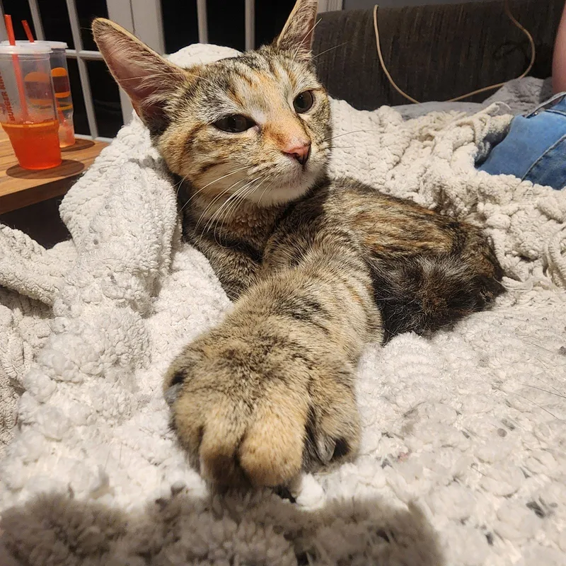 A young medium-sized female Domestic Short Hair cat named Kiwi  Jenkintown Ps for adoption in Greenville, DE