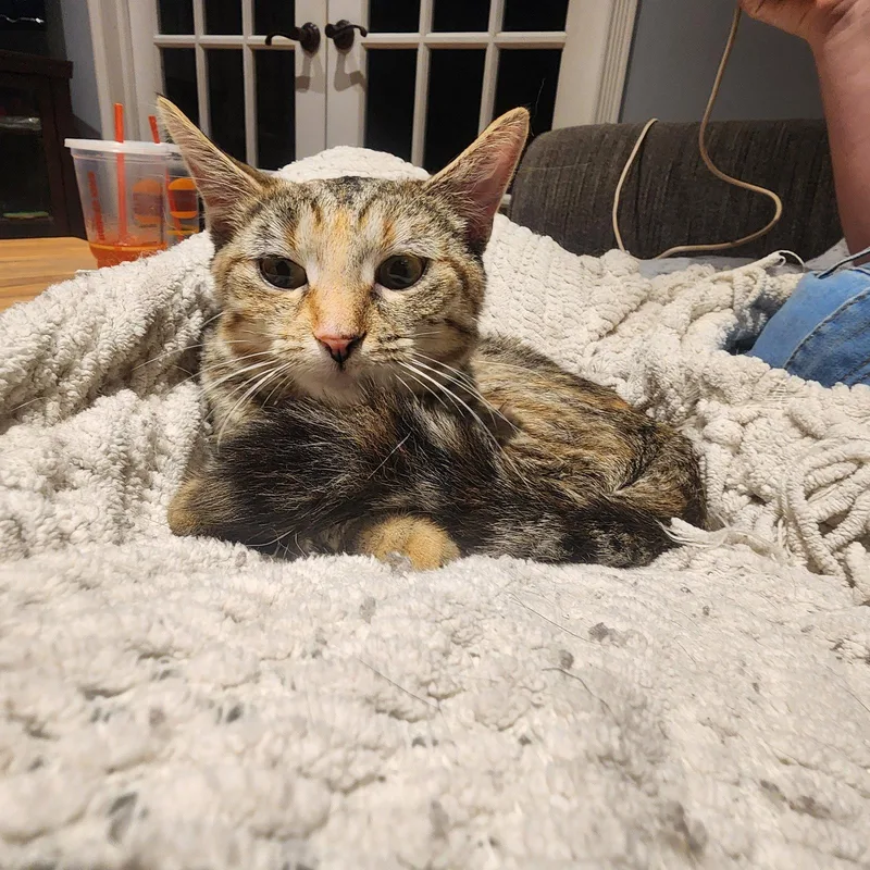 Kiwi  Jenkintown Ps thumbnail 3