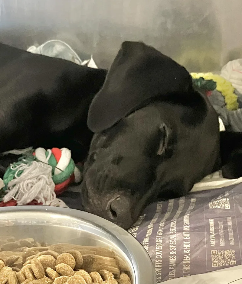 A baby medium-sized female Labrador Retriever dog named Adamena for adoption in Parma, OH