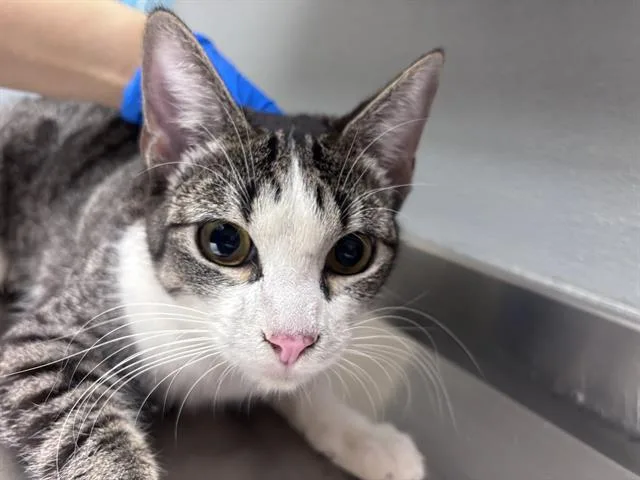 A young small-sized female Domestic Short Hair cat named Petunia for adoption in Las Vegas, NV