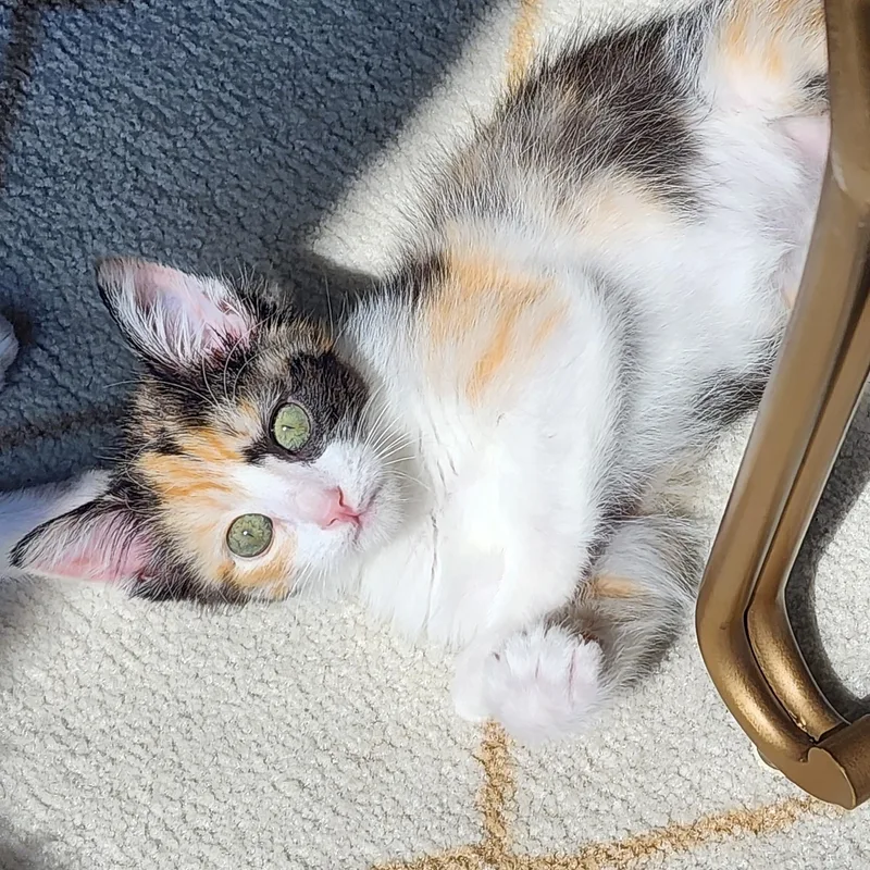 A baby medium-sized female Calico cat named Pookie for adoption in Fort Worth, TX