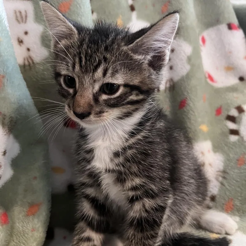 A baby small-sized male Domestic Short Hair cat named Murph for adoption in Shelbyville, IN