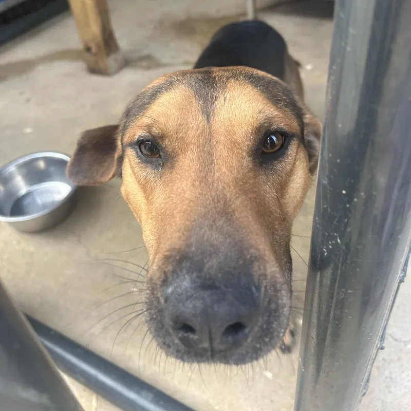 Archie