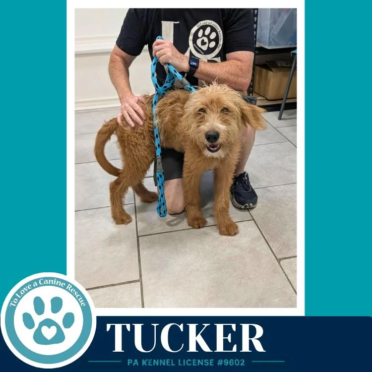Tucker