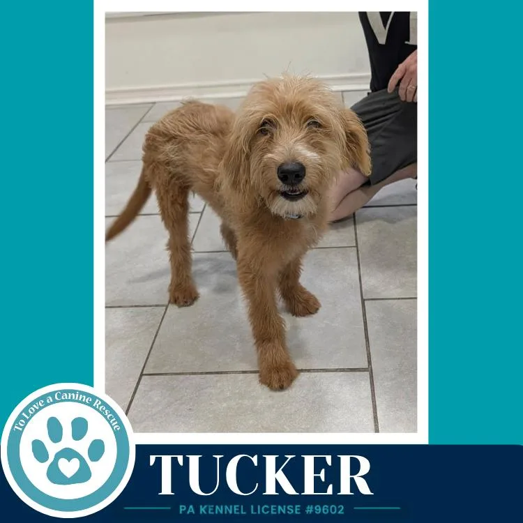Tucker thumbnail 2