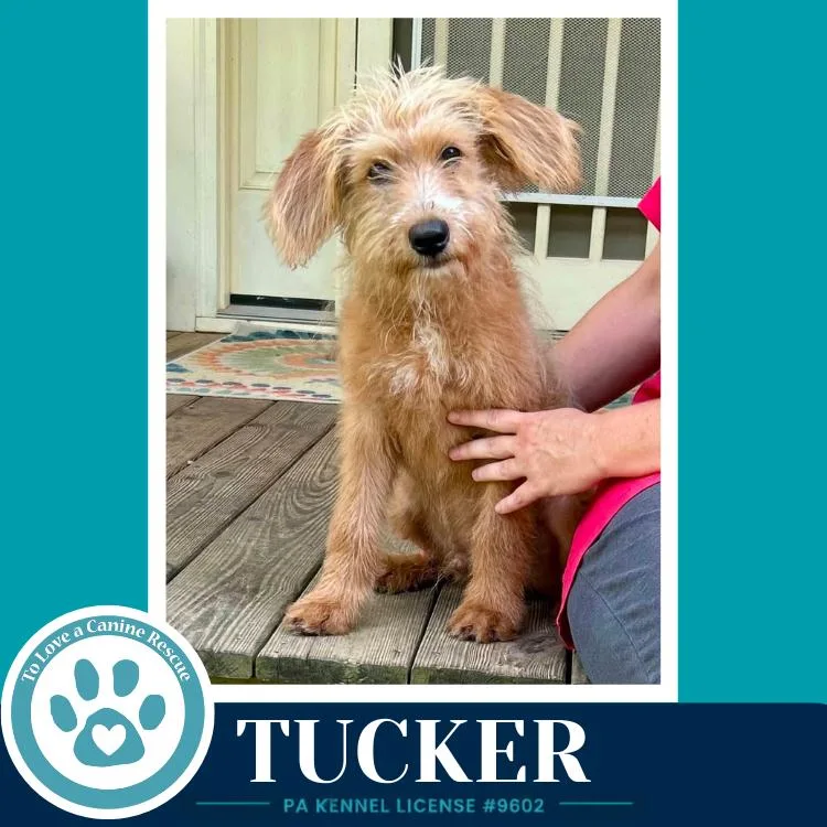 Tucker thumbnail 3