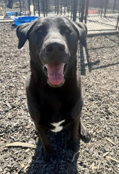 An adult large-sized male Mixed Breed dog named Hopper for adoption in Atlanta, GA