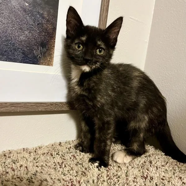 A baby small-sized female Domestic Short Hair cat named Fig for adoption in Des Moines, IA