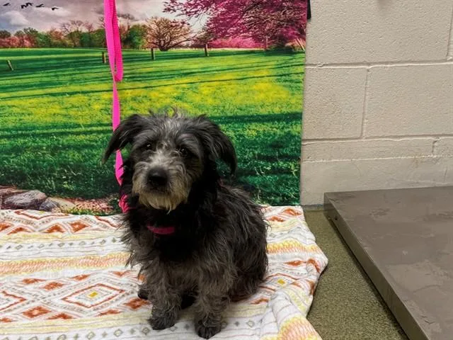 An adult small-sized male Terrier dog named A for adoption in Moreno Valley, CA
