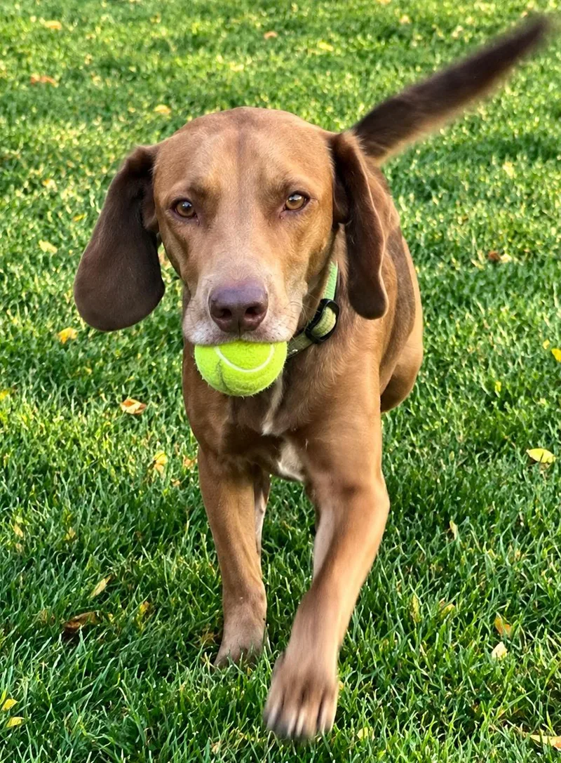 A young medium-sized female Red / Chestnut / Orange Labrador Retriever dog named Hattie for adoption in Lake Geneva, WI