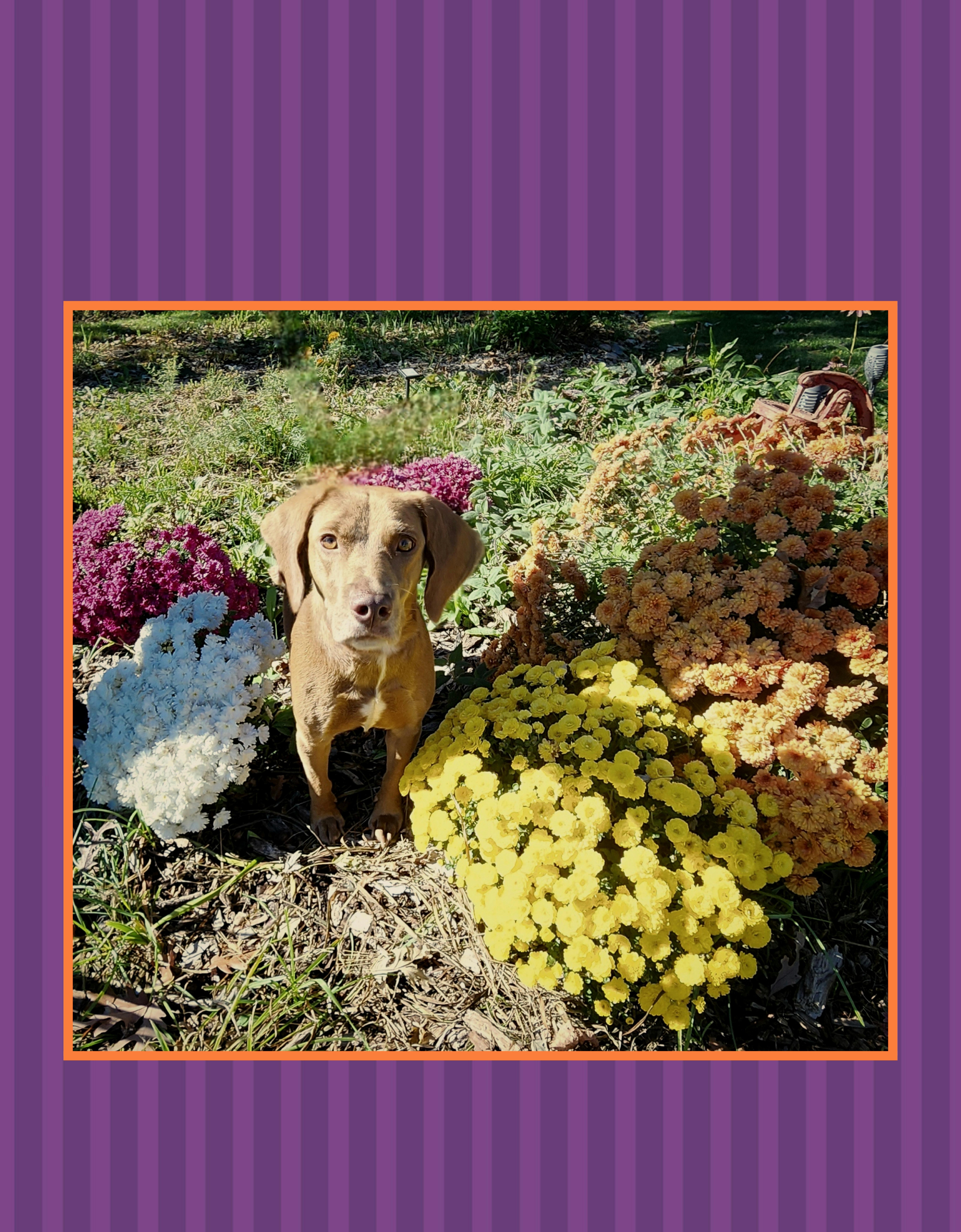 Hattie thumbnail 5