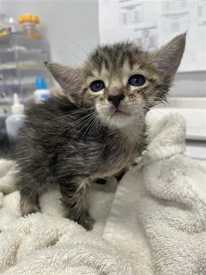 A baby small-sized male Domestic Short Hair cat named Venmo for adoption in West Chester, PA