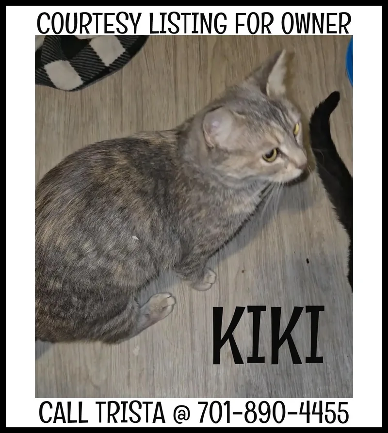 An adult medium-sized female Gray / Blue / Silver Domestic Short Hair cat named Kiki COURTESY LISTING for adoption in Valley City, ND