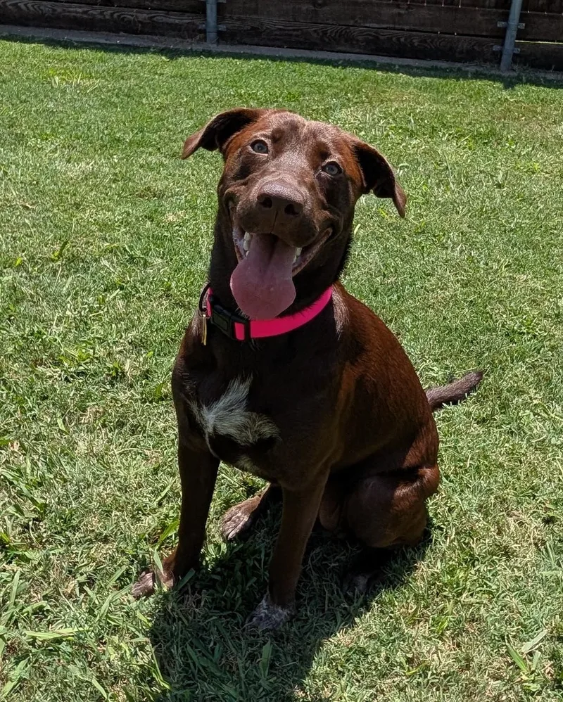 A young medium-sized female Labrador Retriever dog named Amira A for adoption in Plano, TX