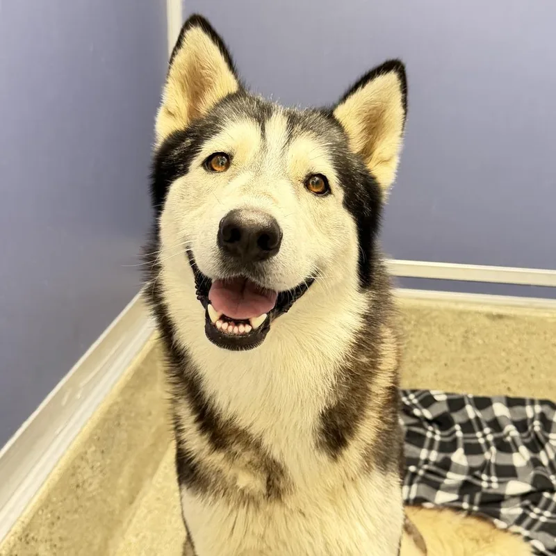 Fonzie