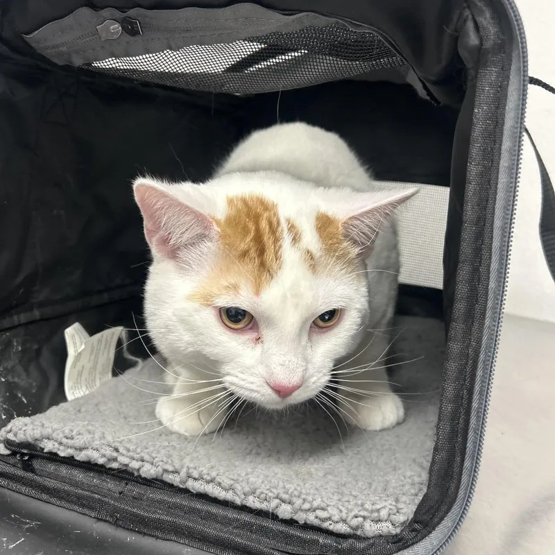 An adult large-sized male White Domestic Short Hair cat named Moe for adoption in Henderson, NV