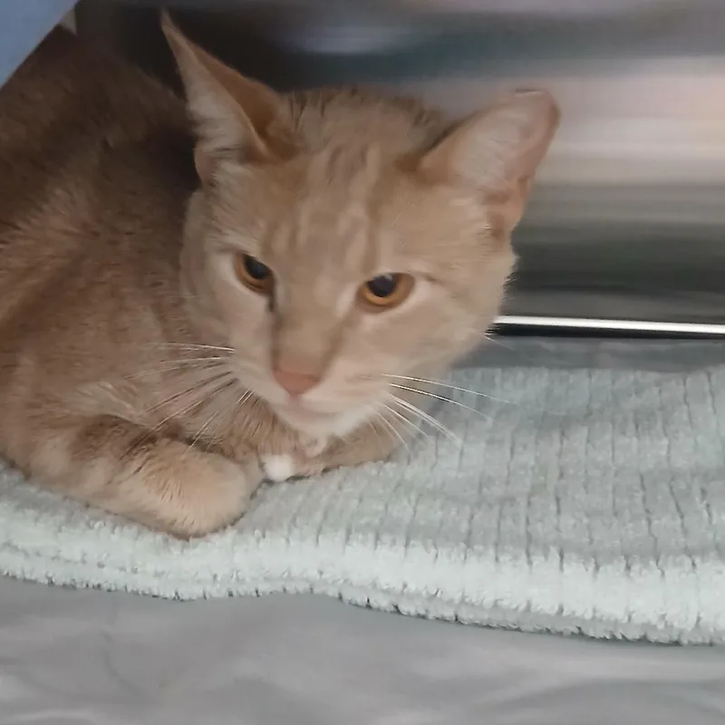 A young small-sized male Brown / Chocolate Domestic Short Hair cat named Bailey Boo Boo for adoption in Philadelphia, PA