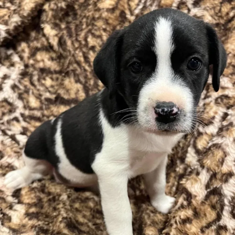 A baby small-sized female Black Mixed Breed dog named Iona for adoption in Buffalo, MN