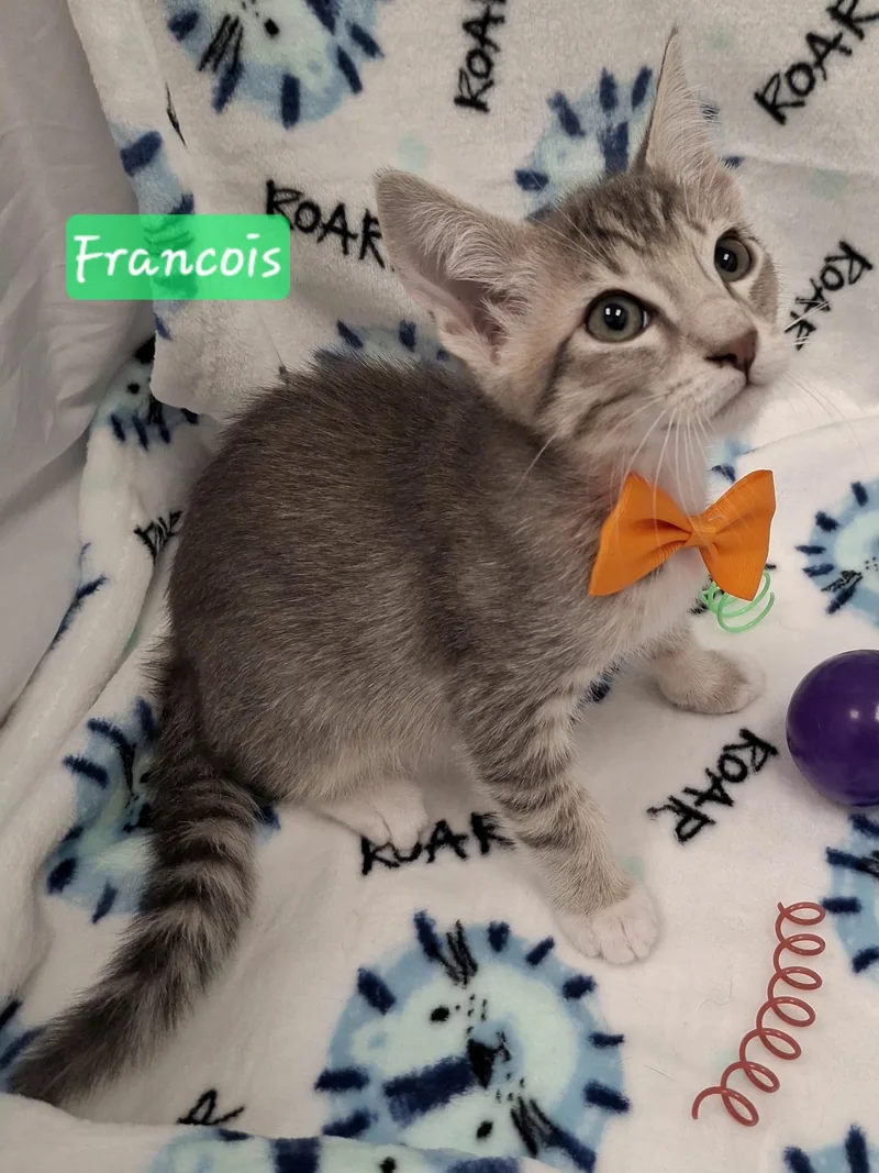 Francois thumbnail 4
