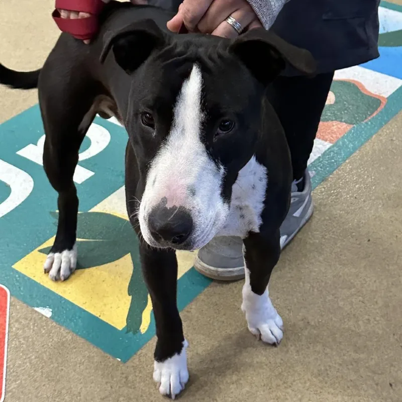An adult medium-sized male Black Bull Terrier dog named Tobias for adoption in Upland, CA