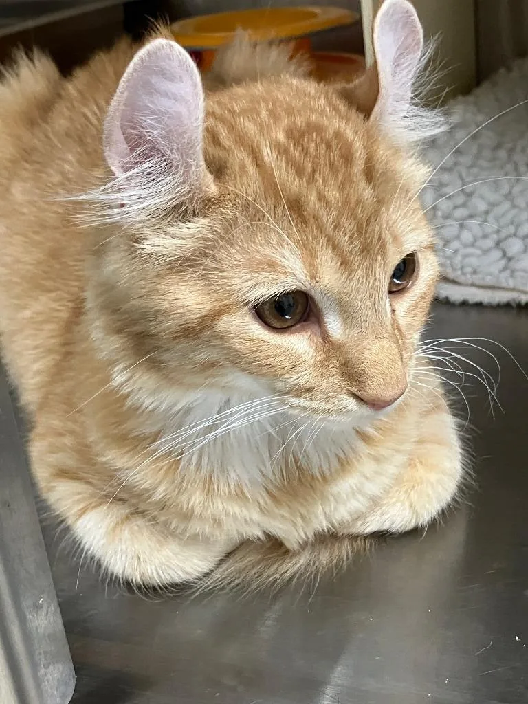 A baby small-sized male Domestic Short Hair cat named Mango ll for adoption in Lunenburg, MA