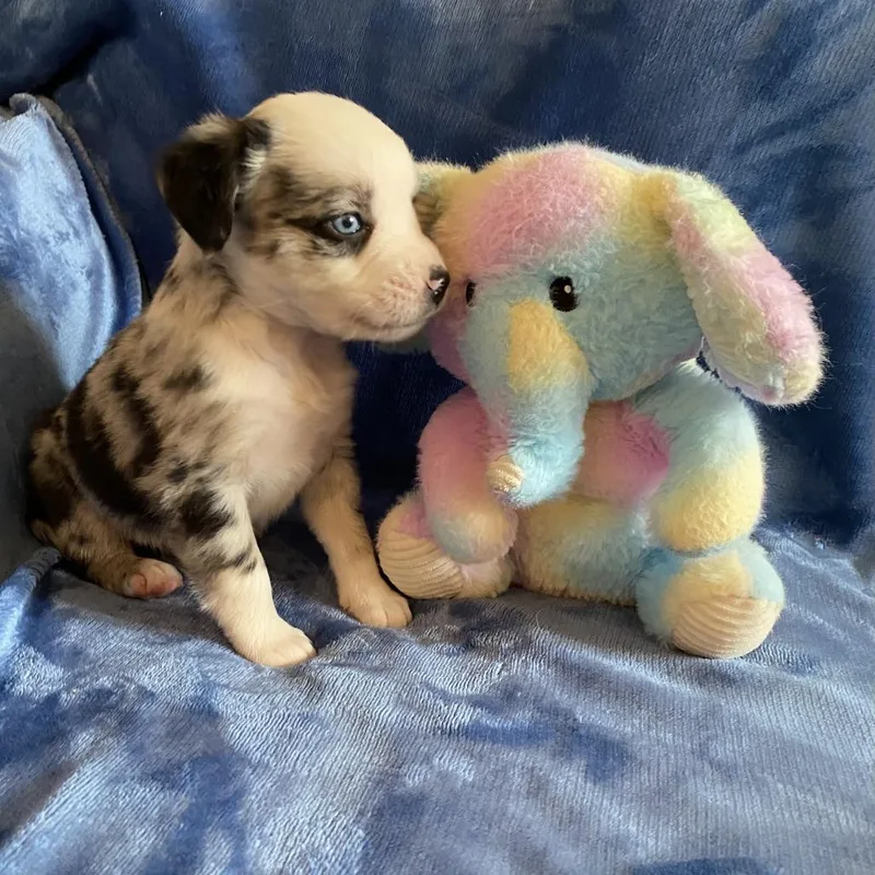 A baby medium-sized male Catahoula Leopard Dog dog named Burr for adoption in Greensboro, GA