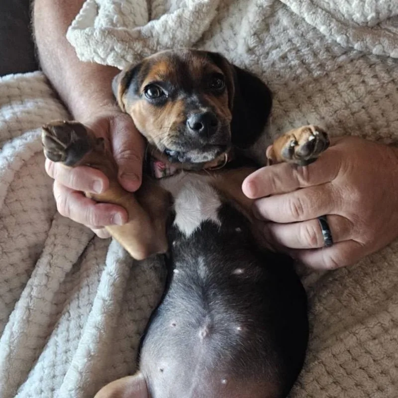 A baby small-sized female Black Mixed Breed dog named Poppy for adoption in West Olive, MI