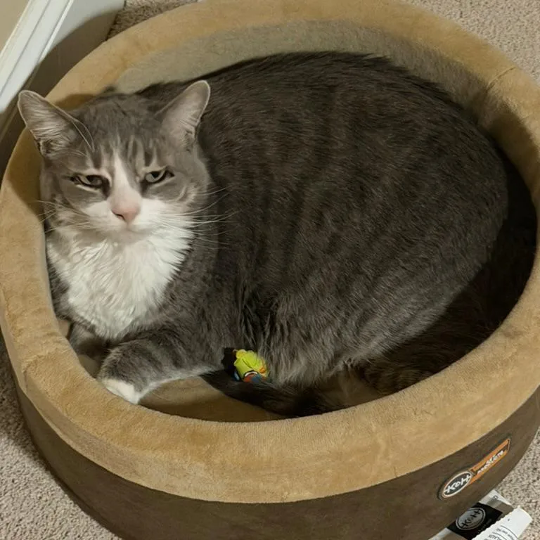 A senior large-sized female Domestic Short Hair cat named Lucy for adoption in Morgan Hill, CA