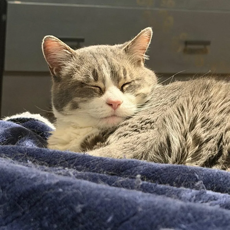 Lucy thumbnail 3