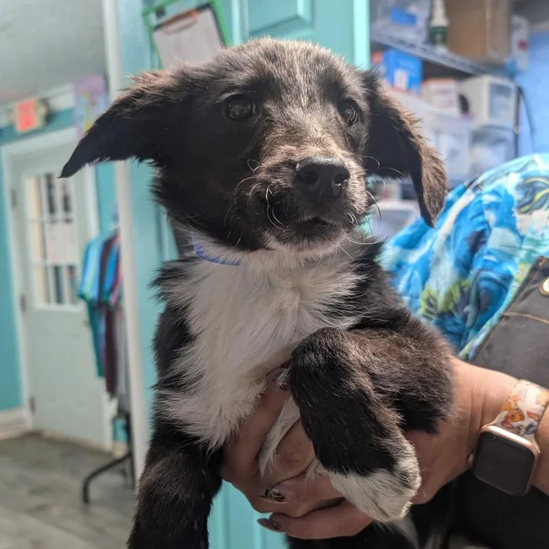 A baby small-sized male Black Border Collie dog named Jerry for adoption in Jefferson city, TN