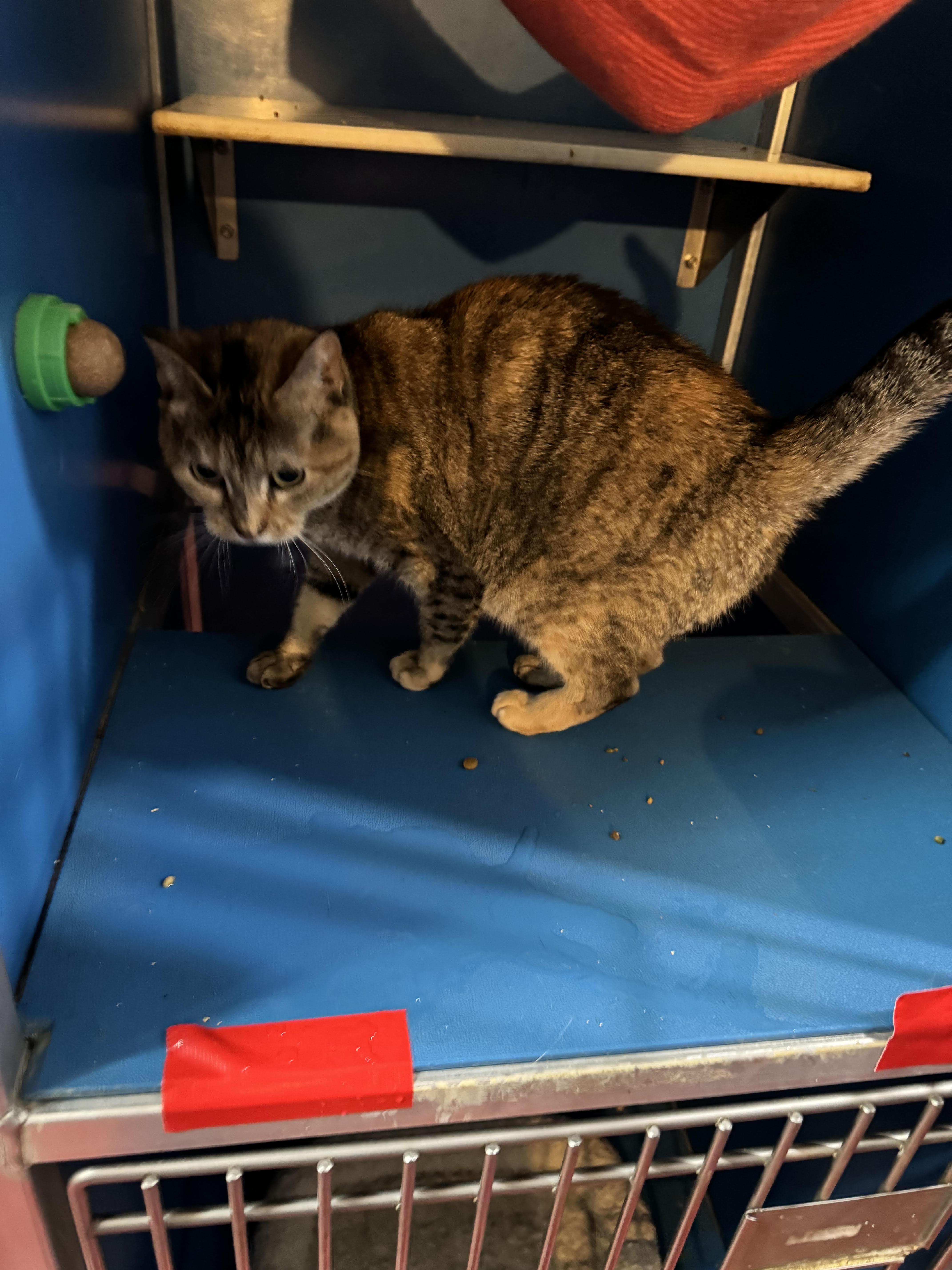 Princess thumbnail 2