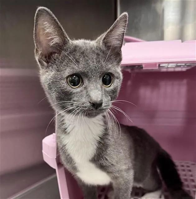 A baby small-sized female Domestic Short Hair cat named Minnie for adoption in Thousand Palms, CA