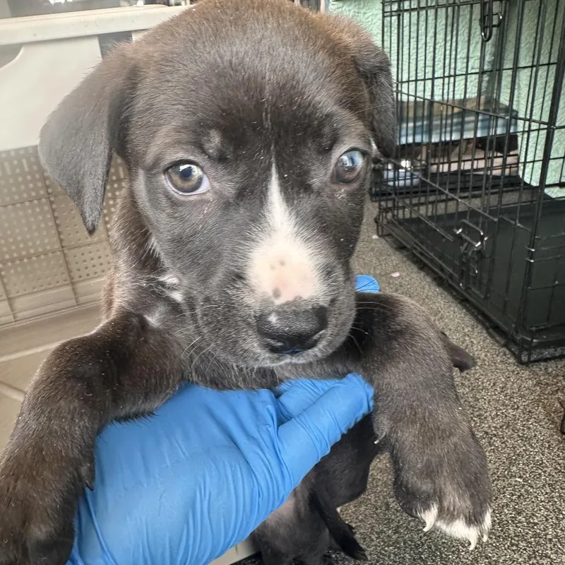 A baby small-sized female Brown / Chocolate Mixed Breed dog named Gwen for adoption in Allentown, PA