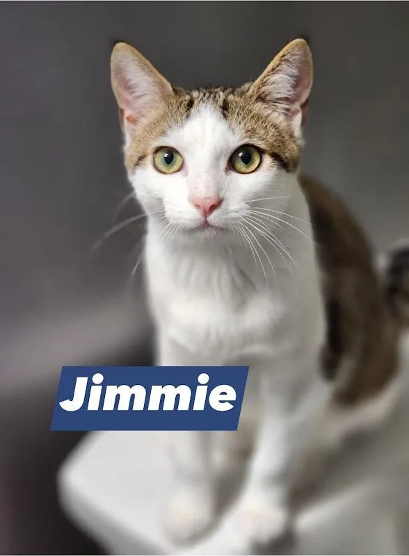 A young medium-sized male Tabby (Buff / Tan / Fawn) Domestic Short Hair cat named Jimmie for adoption in Johnson City, TN