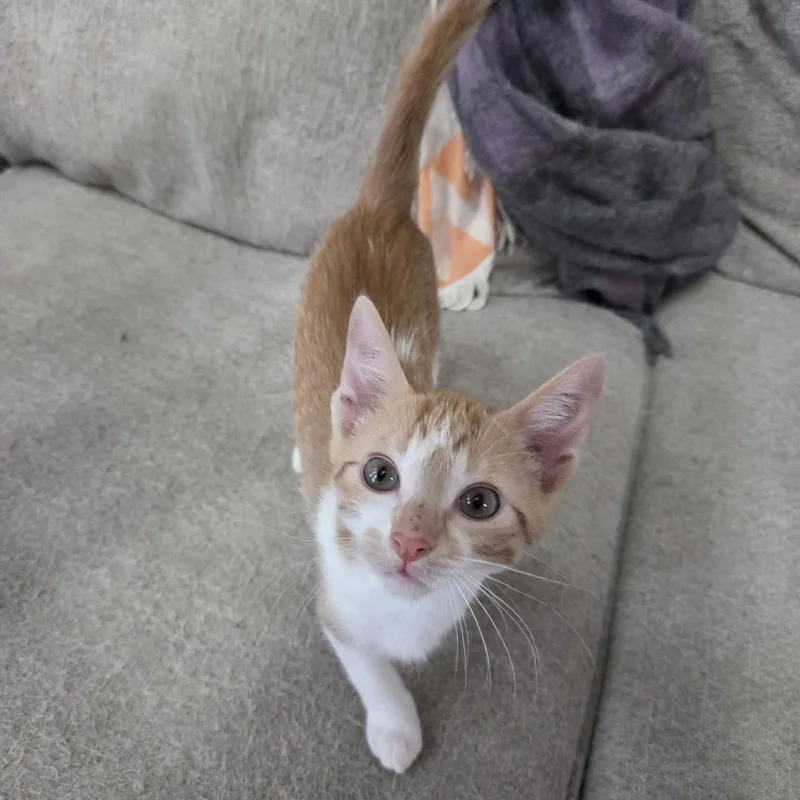A baby small-sized male Orange & White Domestic Short Hair cat named Strike for adoption in Bentonville, AR