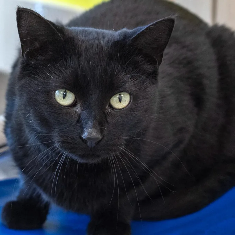 An adult medium-sized female Black Domestic Short Hair cat named Dolly for adoption in Pontiac, MI