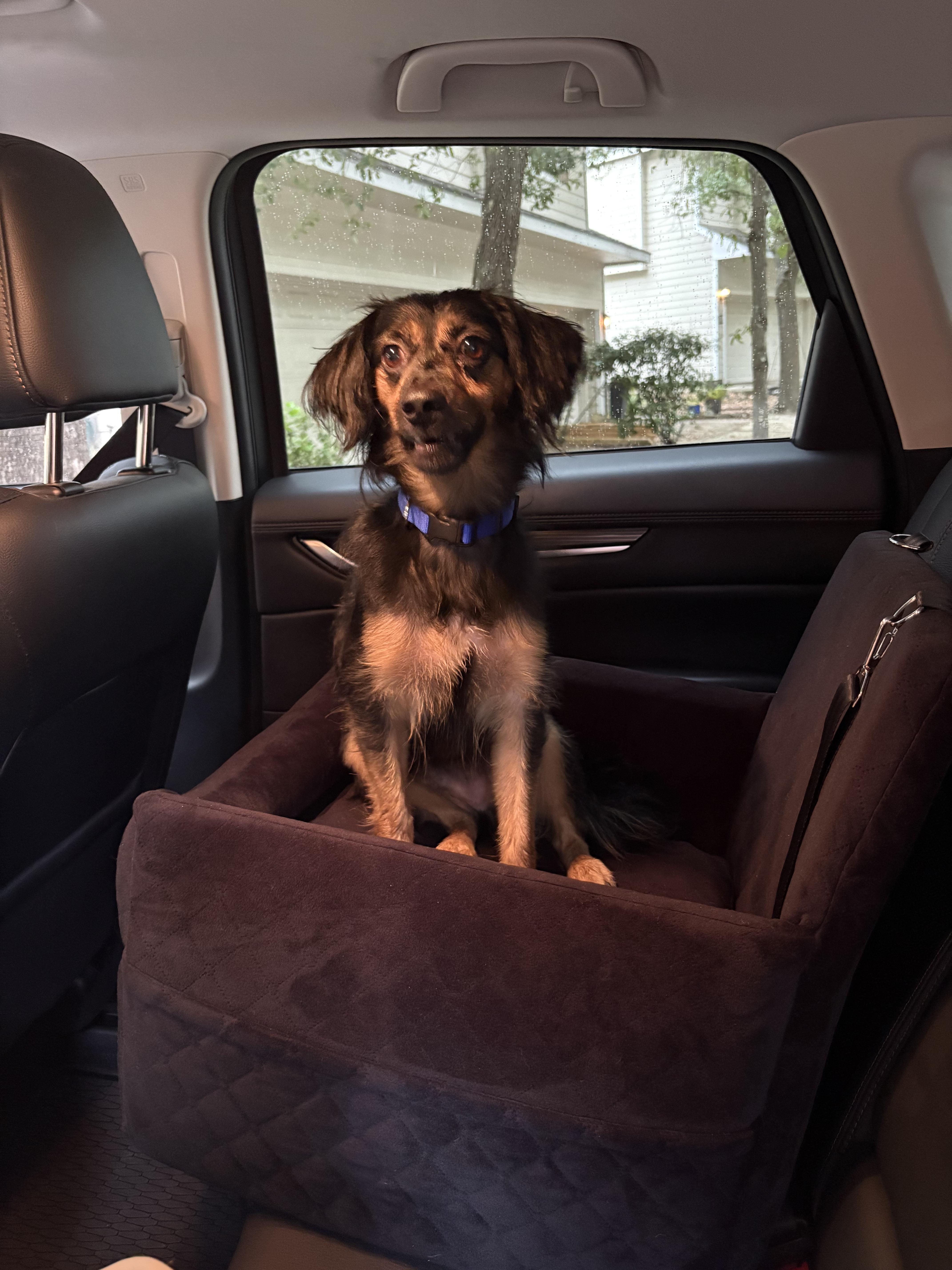 A young small-sized male Dachshund (Long Haired) dog named Benny for adoption in Grand Rapids, MI